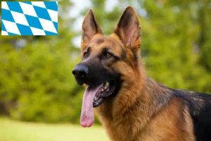 Mehr über den Artikel erfahren Schäferhund Züchter und Welpen in Bayern