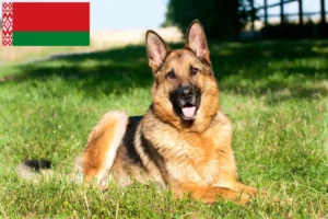 Mehr über den Artikel erfahren Schäferhund Züchter und Welpen in Belarus