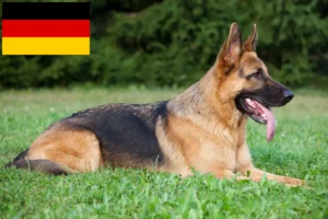 Mehr über den Artikel erfahren Schäferhund Züchter und Welpen in Deutschland