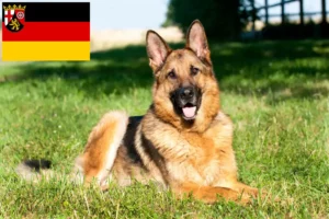 Mehr über den Artikel erfahren Schäferhund Züchter und Welpen in Rheinland-Pfalz