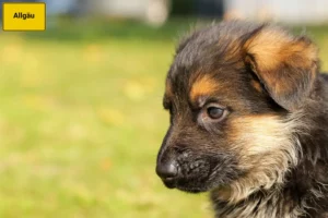 Mehr über den Artikel erfahren Schäferhund Züchter und Welpen im Allgäu