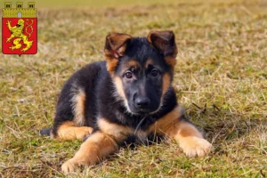 Mehr über den Artikel erfahren Schäferhund Züchter und Welpen in Altenkirchen (Westerwald)