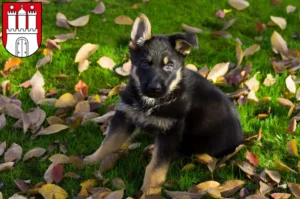 Mehr über den Artikel erfahren Schäferhund Züchter und Welpen in Altona