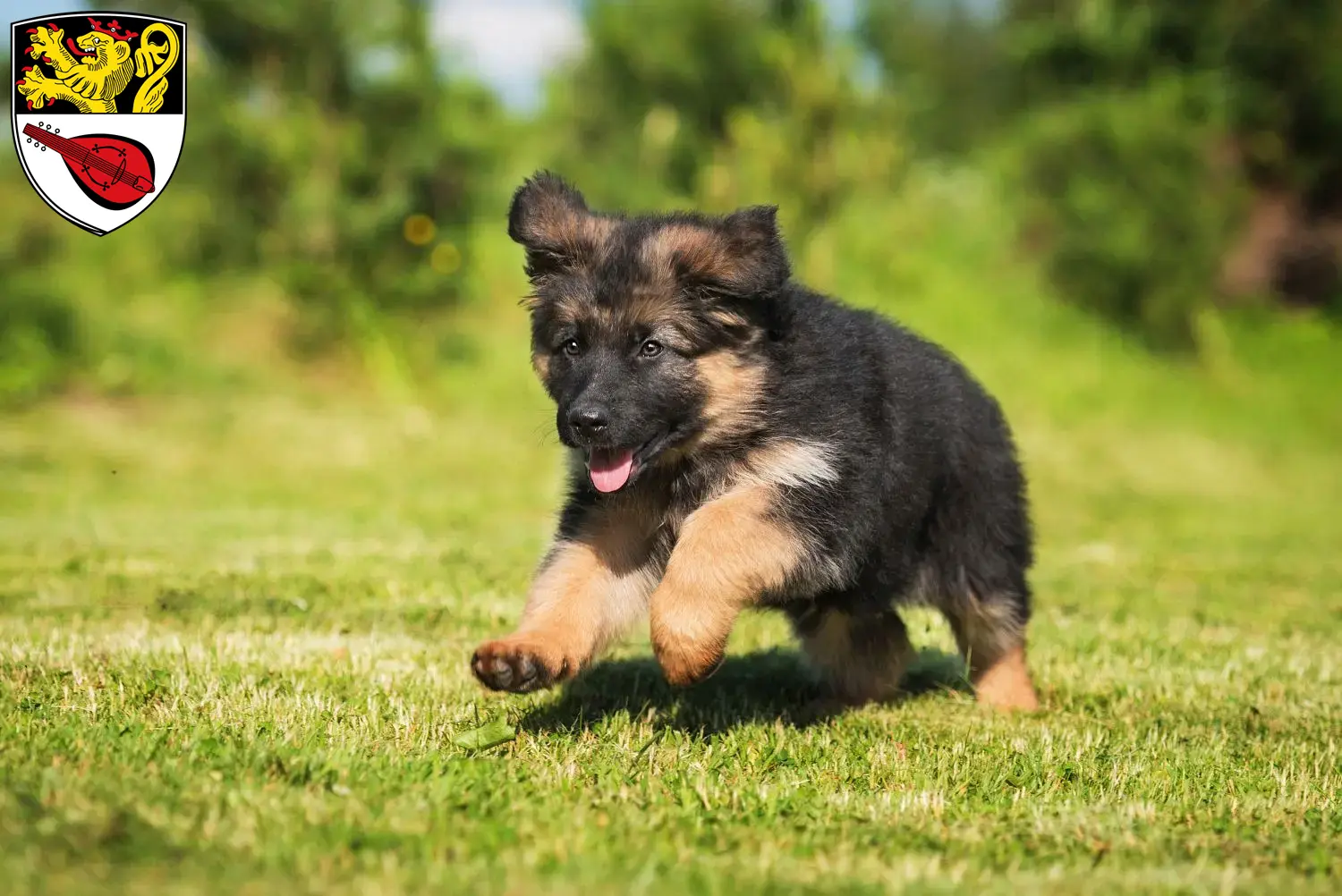 Mehr über den Artikel erfahren Schäferhund Züchter und Welpen in Alzey