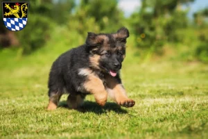 Mehr über den Artikel erfahren Schäferhund Züchter und Welpen in Amberg