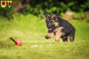 Mehr über den Artikel erfahren Schäferhund Züchter und Welpen in Annaberg-Buchholz