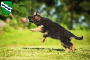 Mehr über den Artikel erfahren Schäferhund Züchter und Welpen in Ansbach