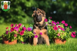 Mehr über den Artikel erfahren Schäferhund Züchter und Welpen in Aurich