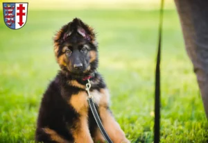 Mehr über den Artikel erfahren Schäferhund Züchter und Welpen in Bad Hersfeld