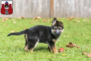 Mehr über den Artikel erfahren Schäferhund Züchter und Welpen in Bad Kissingen