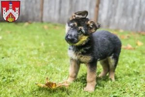 Mehr über den Artikel erfahren Schäferhund Züchter und Welpen in Bad Neustadt an der Saale