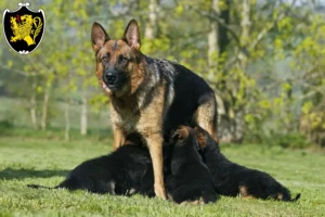 Mehr über den Artikel erfahren Schäferhund Züchter und Welpen in Bad Tölz