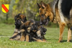 Mehr über den Artikel erfahren Schäferhund Züchter und Welpen in Baden-Baden