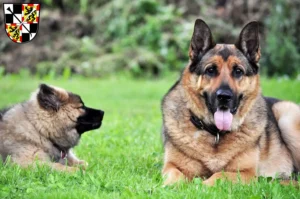 Mehr über den Artikel erfahren Schäferhund Züchter und Welpen in Bayreuth