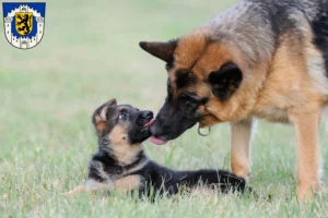 Mehr über den Artikel erfahren Schäferhund Züchter und Welpen in Bergheim