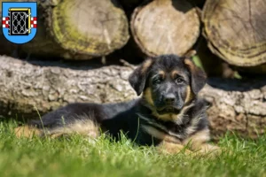 Mehr über den Artikel erfahren Schäferhund Züchter und Welpen in Bochum