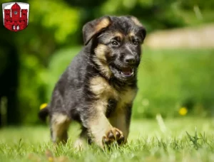 Mehr über den Artikel erfahren Schäferhund Züchter und Welpen in Borken