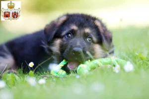 Mehr über den Artikel erfahren Schäferhund Züchter und Welpen in Brandenburg an der Havel