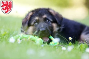 Mehr über den Artikel erfahren Schäferhund Züchter und Welpen in Braunschweig