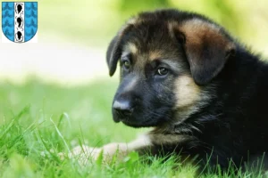 Mehr über den Artikel erfahren Schäferhund Züchter und Welpen in Bregenz