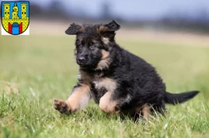 Mehr über den Artikel erfahren Schäferhund Züchter und Welpen in Burg (bei Magdeburg)