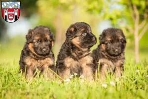 Mehr über den Artikel erfahren Schäferhund Züchter und Welpen in Cham (Oberpfalz)