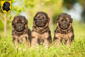 Mehr über den Artikel erfahren Schäferhund Züchter und Welpen in Coburg