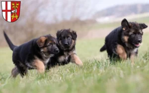 Mehr über den Artikel erfahren Schäferhund Züchter und Welpen in Cochem