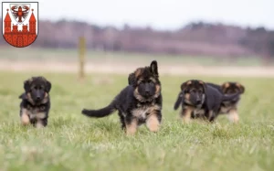 Mehr über den Artikel erfahren Schäferhund Züchter und Welpen in Cottbus