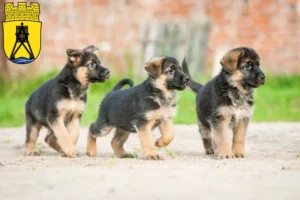 Mehr über den Artikel erfahren Schäferhund Züchter und Welpen in Cuxhaven