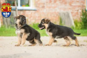 Mehr über den Artikel erfahren Schäferhund Züchter und Welpen in Darmstadt