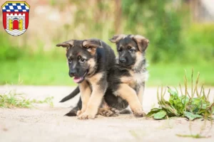 Mehr über den Artikel erfahren Schäferhund Züchter und Welpen in Deggendorf