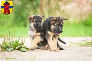 Mehr über den Artikel erfahren Schäferhund Züchter und Welpen in Delmenhorst