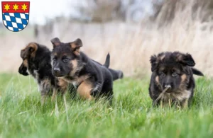 Mehr über den Artikel erfahren Schäferhund Züchter und Welpen in Dingolfing