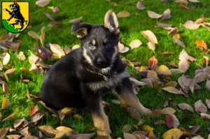 Mehr über den Artikel erfahren Schäferhund Züchter und Welpen in Ebersberg