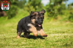 Mehr über den Artikel erfahren Schäferhund Züchter und Welpen in Eichstätt