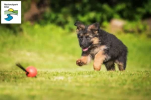 Mehr über den Artikel erfahren Schäferhund Züchter und Welpen in der Eifel