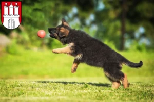 Mehr über den Artikel erfahren Schäferhund Züchter und Welpen in Eimsbüttel