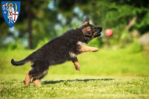 Mehr über den Artikel erfahren Schäferhund Züchter und Welpen in Eisenach