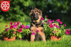 Mehr über den Artikel erfahren Schäferhund Züchter und Welpen in Erfurt