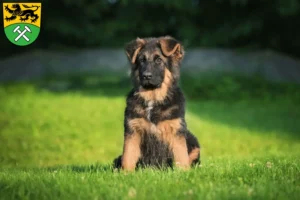 Mehr über den Artikel erfahren Schäferhund Züchter und Welpen im Erzgebirge