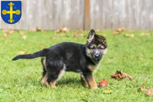 Mehr über den Artikel erfahren Schäferhund Züchter und Welpen in Eutin