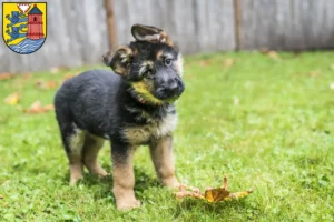 Mehr über den Artikel erfahren Schäferhund Züchter und Welpen in Flensburg