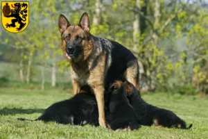 Mehr über den Artikel erfahren Schäferhund Züchter und Welpen in Frechen