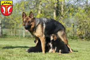 Mehr über den Artikel erfahren Schäferhund Züchter und Welpen in Freudenstadt