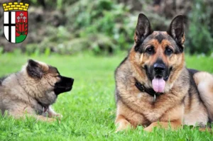 Mehr über den Artikel erfahren Schäferhund Züchter und Welpen in Fulda