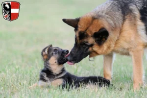 Mehr über den Artikel erfahren Schäferhund Züchter und Welpen in Garmisch-Partenkirchen