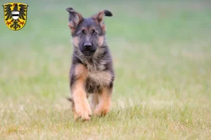 Mehr über den Artikel erfahren Schäferhund Züchter und Welpen in Gelnhausen