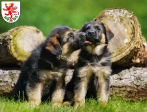 Mehr über den Artikel erfahren Schäferhund Züchter und Welpen in Greifswald