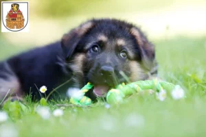 Mehr über den Artikel erfahren Schäferhund Züchter und Welpen in Greiz